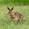 Brown Hare (Lepus capensis) running through grass meadow